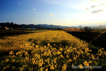 上山市