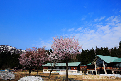 桜 玉川小中学校