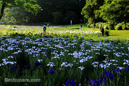 佐倉城址公園 花菖蒲