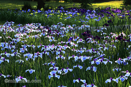 佐倉城址公園 花菖蒲