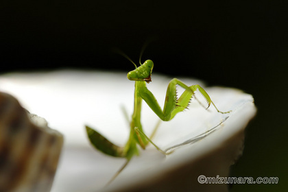 カマキリ