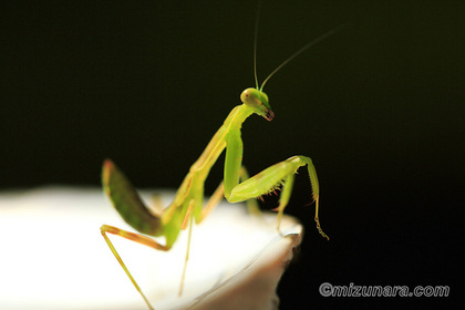 カマキリ