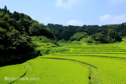 石畑の棚田 茂木町