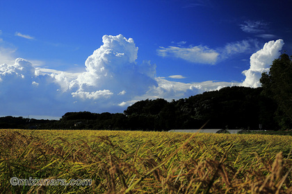 入道雲 稲田