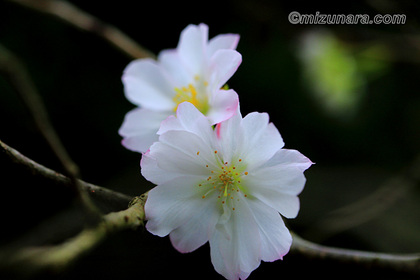 十月桜