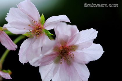 十月桜