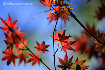 カエデ 紅葉