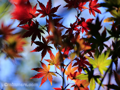 カエデ 紅葉