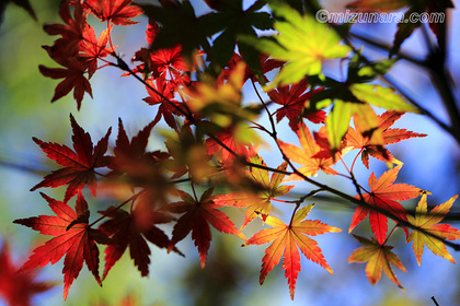 カエデ 紅葉