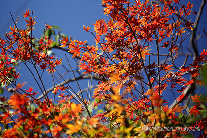 カエデ 紅葉