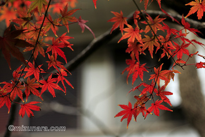 カエデ 紅葉