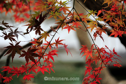 カエデ 紅葉