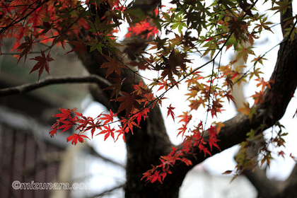 カエデ 紅葉