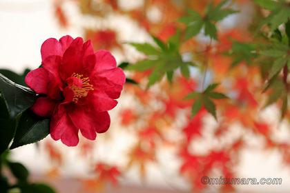 カエデ 山茶花 紅葉