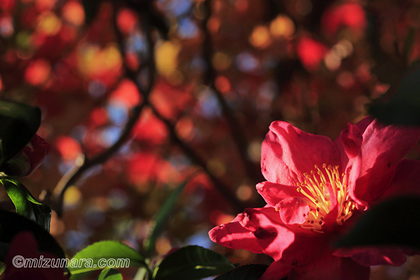 山茶花