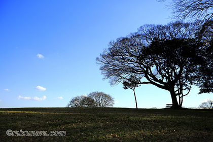 公園 冬空