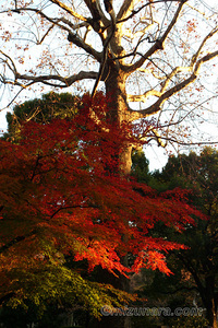 夕陽 日比谷公園