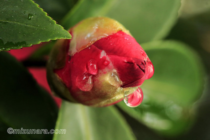 山茶花