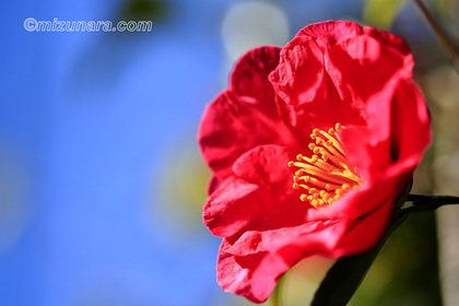 山茶花