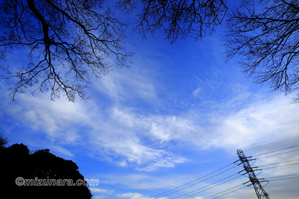 雲 冬木立