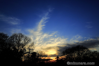 夕景 夕焼け 冬木立