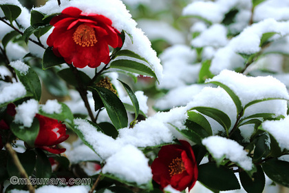 山茶花 雪