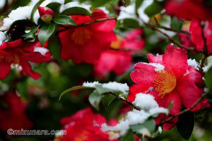 山茶花 雪