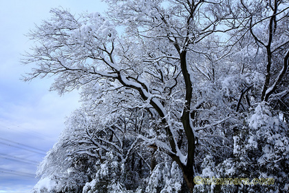 裸木 雪