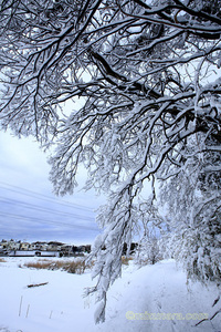 雪