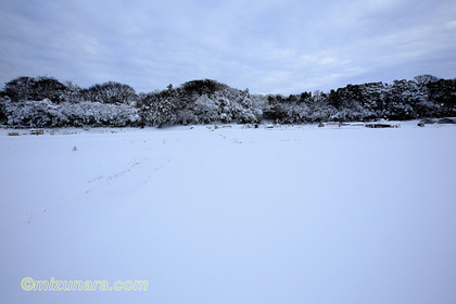 野辺 雪