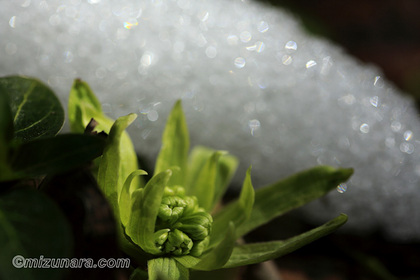 蕗の薹 雪