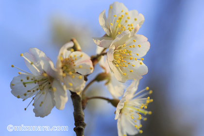 桜