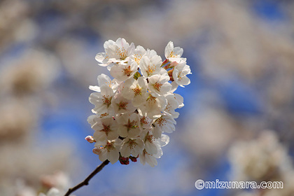 桜