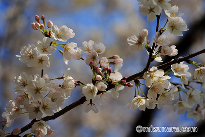 桜