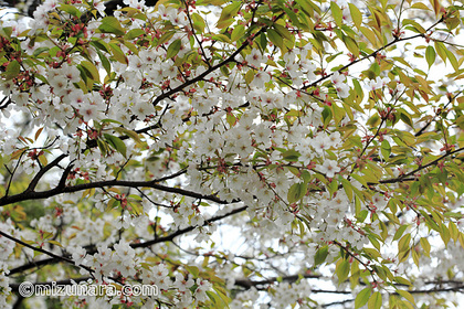 桜