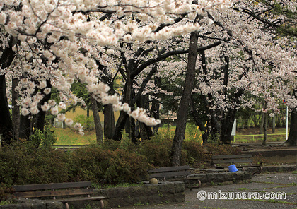 桜