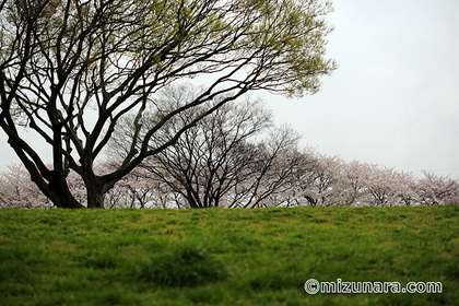 桜