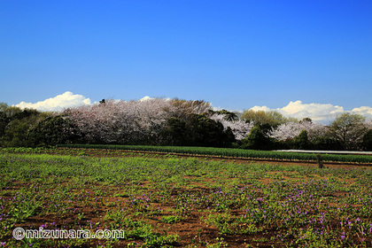 桜