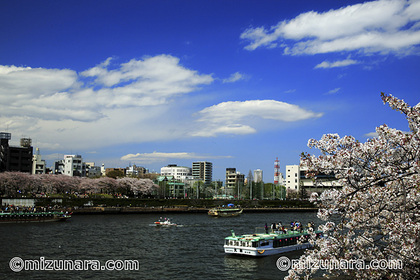 桜 隅田川