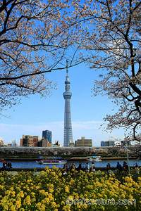 東京スカイツリー 桜