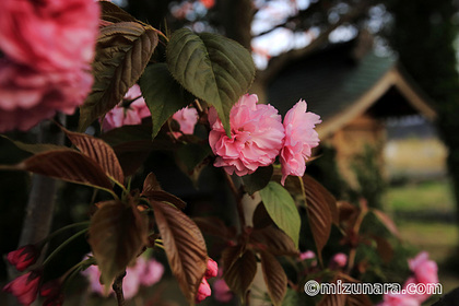 ボタン桜 桜