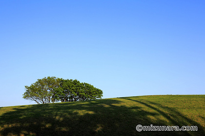 公園 新緑