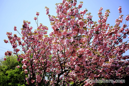 ぼたん桜 桜