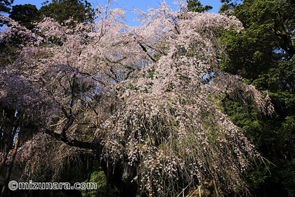 四街道市 枝垂桜 桜 福星寺