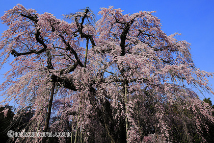 山武市 枝垂桜 桜 長光寺