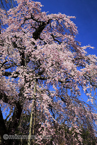 山武市 枝垂桜 桜 長光寺