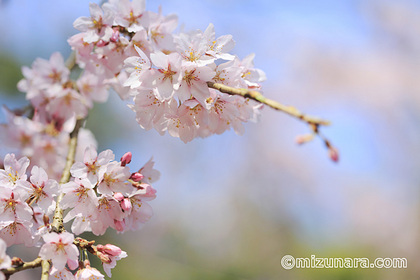 山武市 枝垂桜 桜 長光寺