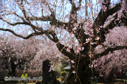 妙宣寺 山武市 枝垂桜 桜