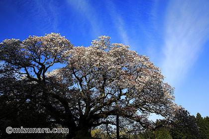 吉高の大桜 山桜 桜