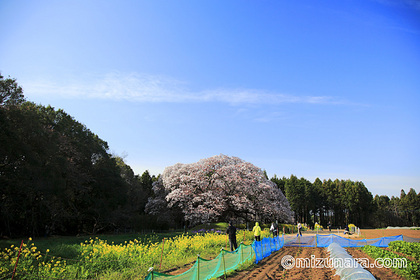 吉高の大桜 桜